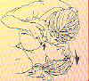 atemwege0033.JPG (9714 Byte)