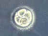 embryo200(1).jpg (7708 Byte)