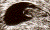 us_1.gif (19705 Byte)